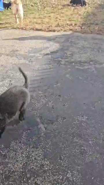 cute puppies in Warwick, Rhode Island