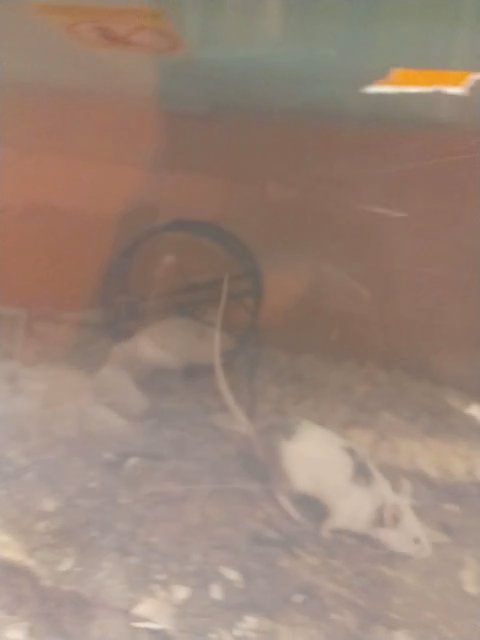 mice in Topeka, Kansas