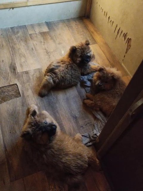 chow chow puppys in Los Angeles, California