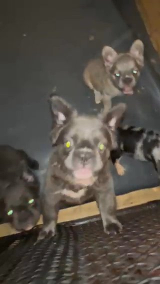 French Bulldogs in Dallas, Texas