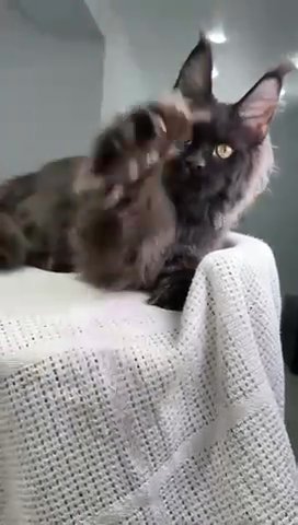 Maine Coon Male in Newtown, Pennsylvania
