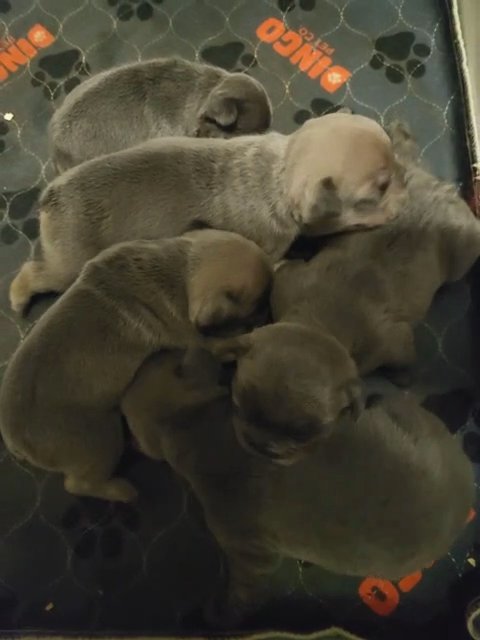 French Bulldogs DEPOSIT in Lynchburg, Virginia