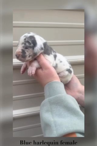 Heavy Euro Blue Harlequin Great Dane Female in Fountain Inn, South Carolina
