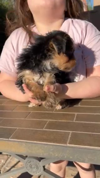 12 Week Old Yorkie Boys in Menifee, California