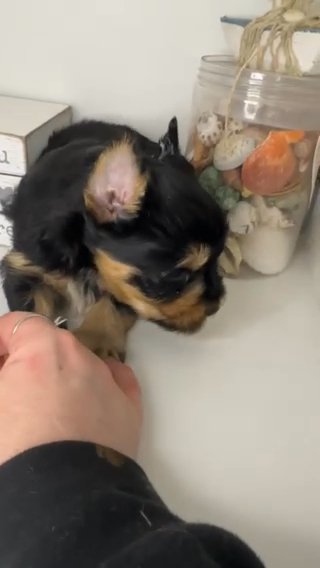 Bear QUALITY YORKIE LIFETIME GENETIC HEALTH GUARANTEE in Savannah, Georgia