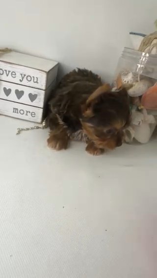 Jaida QUALITY YORKIE LIFETIME GENETIC HEALTH GUARANTEE in Savannah, Georgia