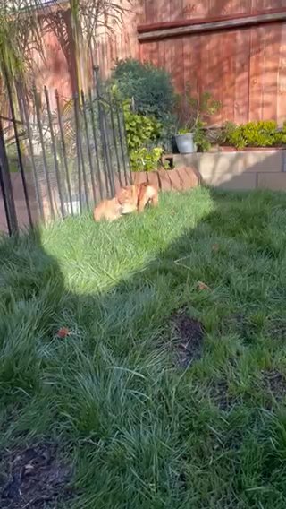 Red & Canela Male & Female English Bulldog Puppies in Riverside, California