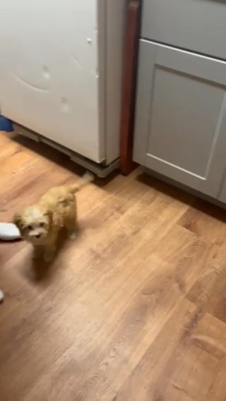 Cockapoo Puppy in Woodbridge, New Jersey