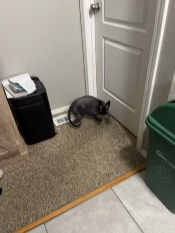 Hairless Cat in Colorado Springs, Colorado