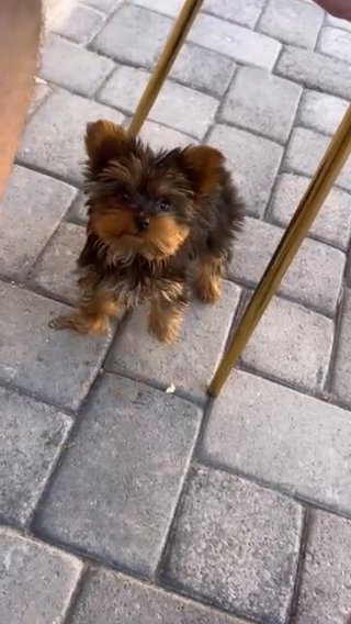 Olivia in Surprise, Arizona