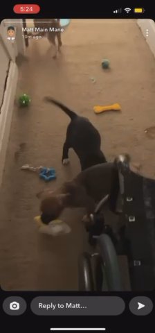 Plutthound Bull Mastff Mix in Cincinnati, Ohio