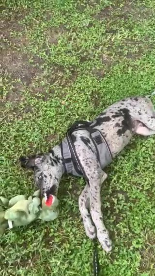Rehoming 2 Year Old Great Dane in Spring Hill, Florida