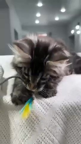 Maine Coon Sold in Newtown, Pennsylvania
