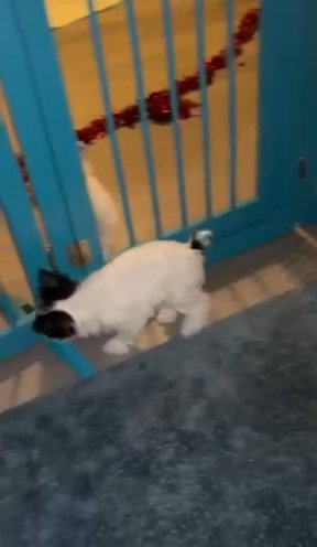 tradinal parti pups in Parkersburg, West Virginia