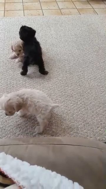 cocker spaniel Superb pedigrees in Effingham, Illinois