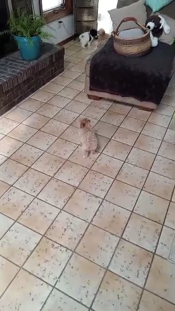 Rosie poodle in Effingham, Illinois