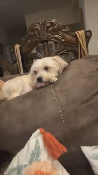 Abby Dog in Brooklyn, New York