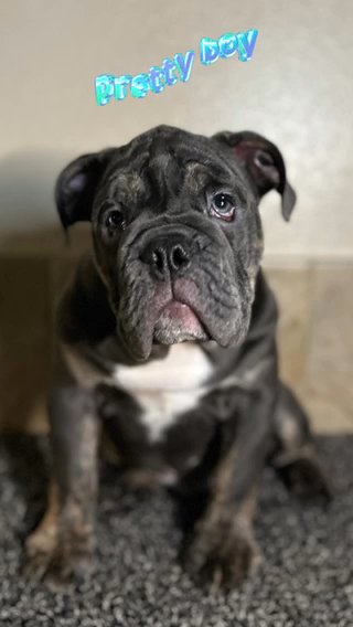 Blue Trindle English Bulldog in Stockton, California