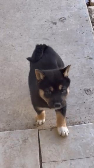 Shiba Inu in Las Vegas, Nevada