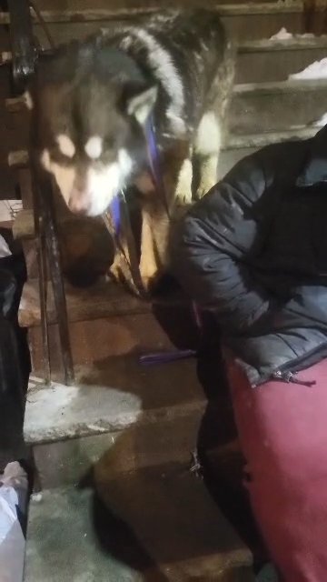 $300 HUGE BOY!!! STRONG PUREBREED NEED HOME ASAP  NYC in New York City, New York