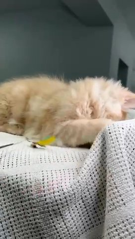 Maine Coon Male in Newtown, Pennsylvania