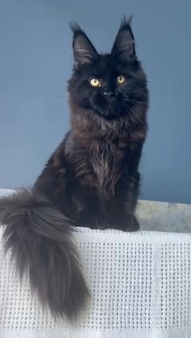 Maine Coon Female in Newtown, Pennsylvania