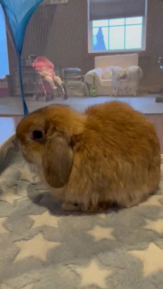 Holland Lop Male in Elizabethtown, Kentucky