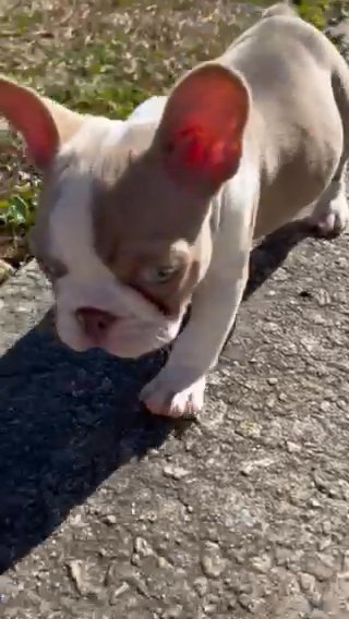 French Bulldog Pup in Port St. Lucie, Florida