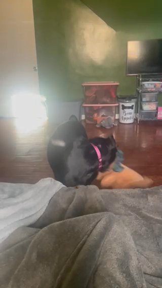 Zena The Rottweiler in Detroit, Michigan