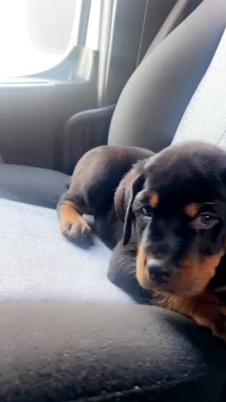 A Nice Rottie Pup Contact Me If Interested in Austin, Texas
