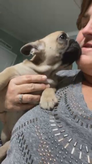 French Bulldog in Greensboro, North Carolina
