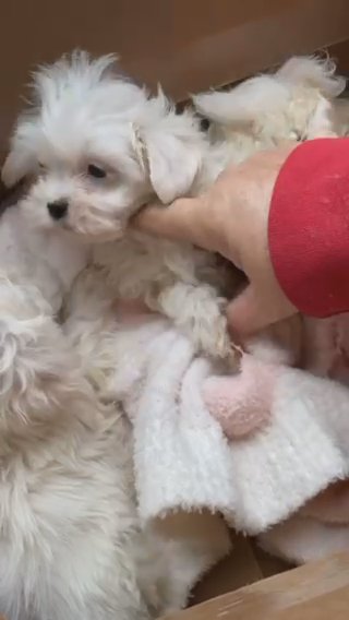 Maltese Mix in Greensboro, North Carolina