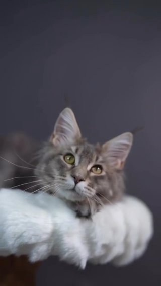 Maine Coon Male Sultan in Newtown, Pennsylvania