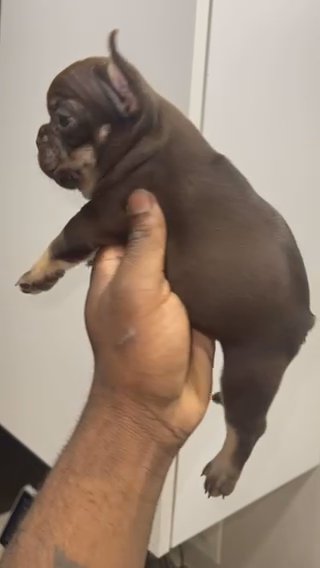 French Bulldog Pup in Port St. Lucie, Florida