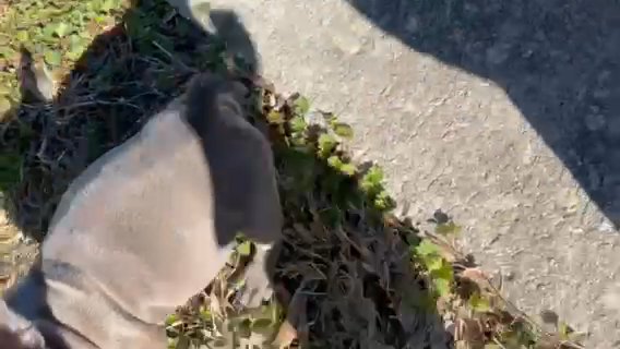 French Bulldog Pup in Port St. Lucie, Florida