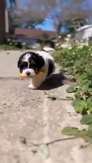 Micro Bernedoodle in Kissimmee, Florida