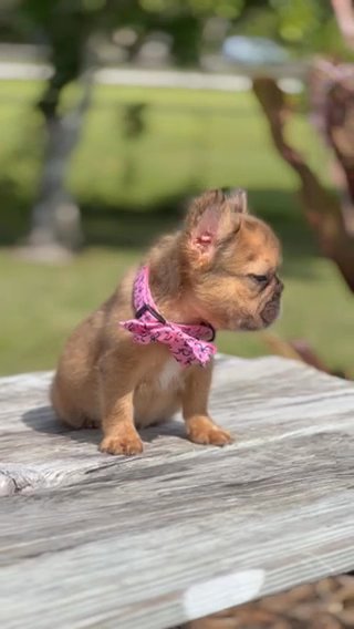 Female  French Bulldog in West Palm Beach, Florida