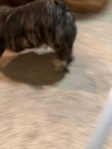 Brindle & White French Bulldog in Irving, Texas