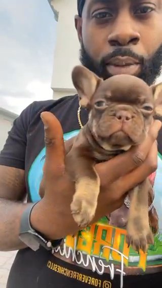 French Bulldog Pup in Port St. Lucie, Florida