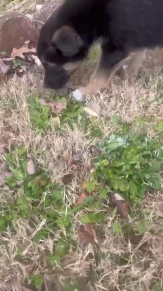 German Shepherd/Huski Mix Puppy in Johns Creek, Georgia