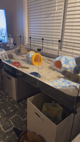 Guinea Pigs in Cape Girardeau, Missouri