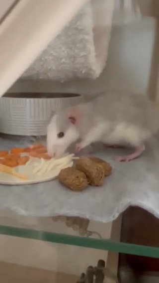 2 Female Rats Regoming in San Diego, California