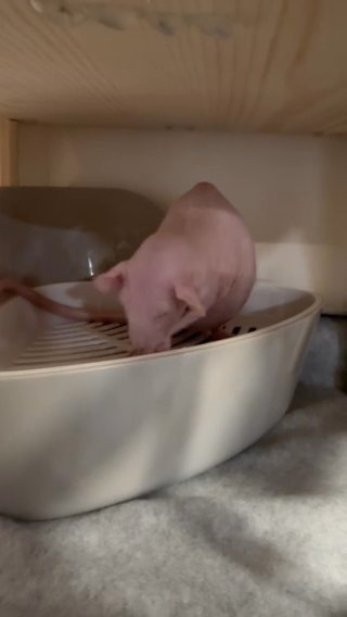 2 Young Female Rats For Rehoming in San Diego, California