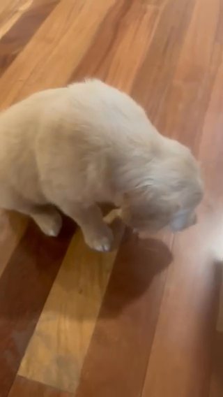 Golden Retriever Puppy For Sale in Danbury (Town), Connecticut