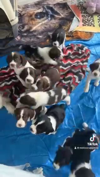 AKC English Springers in Wilmington, North Carolina