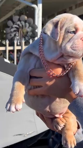 English Bulldog in San Diego, California