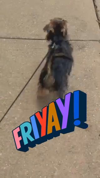 11 Month Yorkiepoo In Dallas Texas in Dallas, Texas