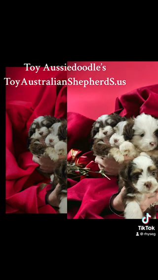 Tiny Toy Aussiedoodles in Athens, Georgia