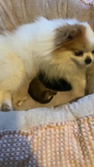 Pomeranian puppies Akc Champion Bloodlines in Wilmington, North Carolina