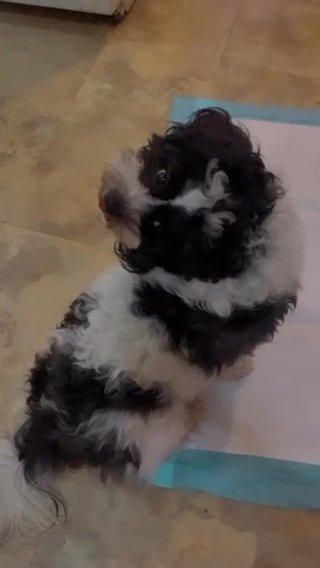 Rehoming in New York City, New York
